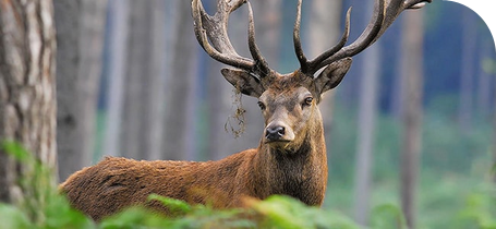 LJV Jagd-Service GmbH